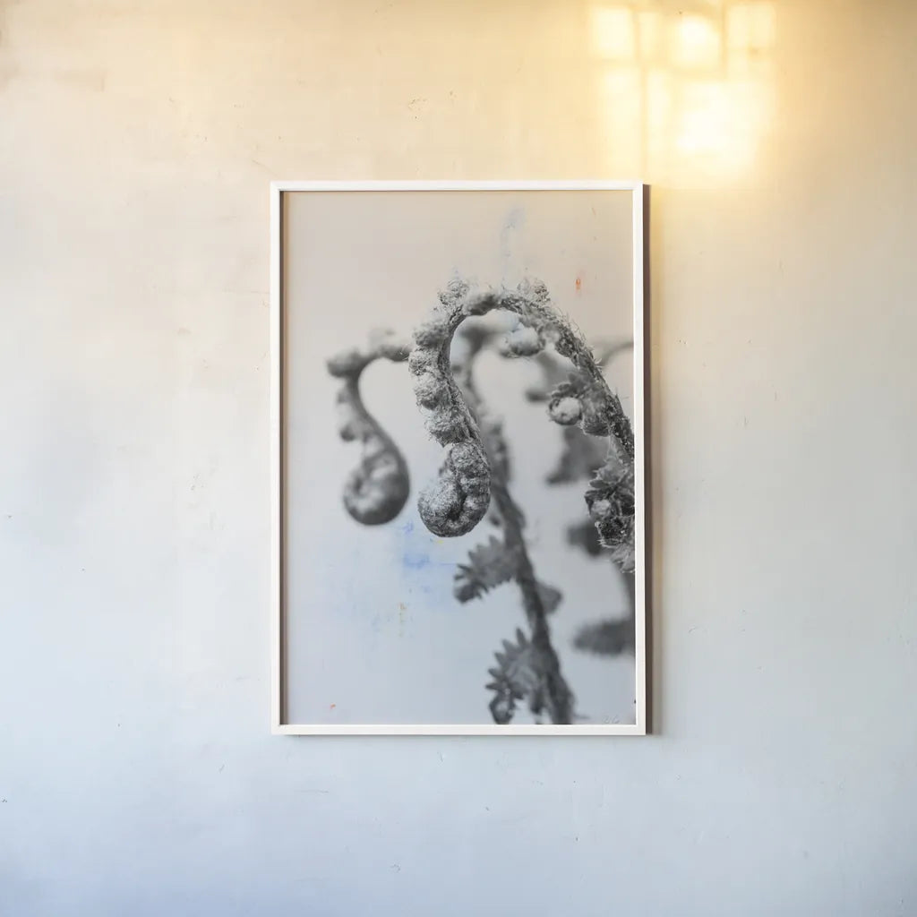 Fiddle Fern IV by Deborah Revell. shown as a paper print in a white frame. Available as a archival giclee rolled canvas, fine art paper, or poster print. SKU 94829h.