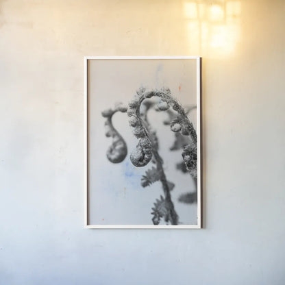 Fiddle Fern IV by Deborah Revell. shown as a paper print in a white frame. Available as a archival giclee rolled canvas, fine art paper, or poster print. SKU 94829h.