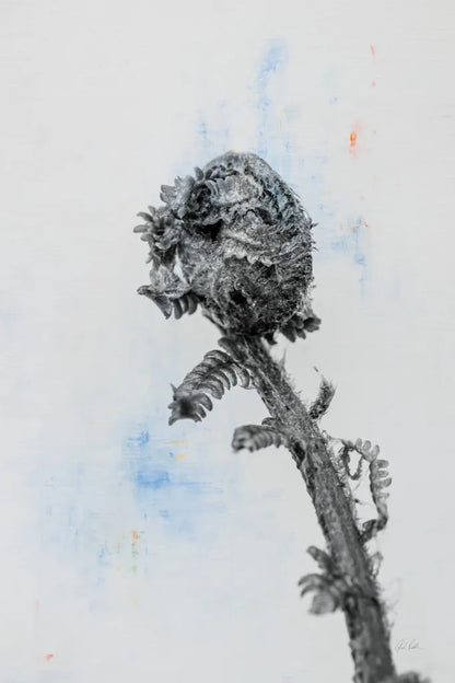 Fiddle Fern V by Deborah Revell. SKU 94830h. Archival Giclee Fine art print for wall decor.