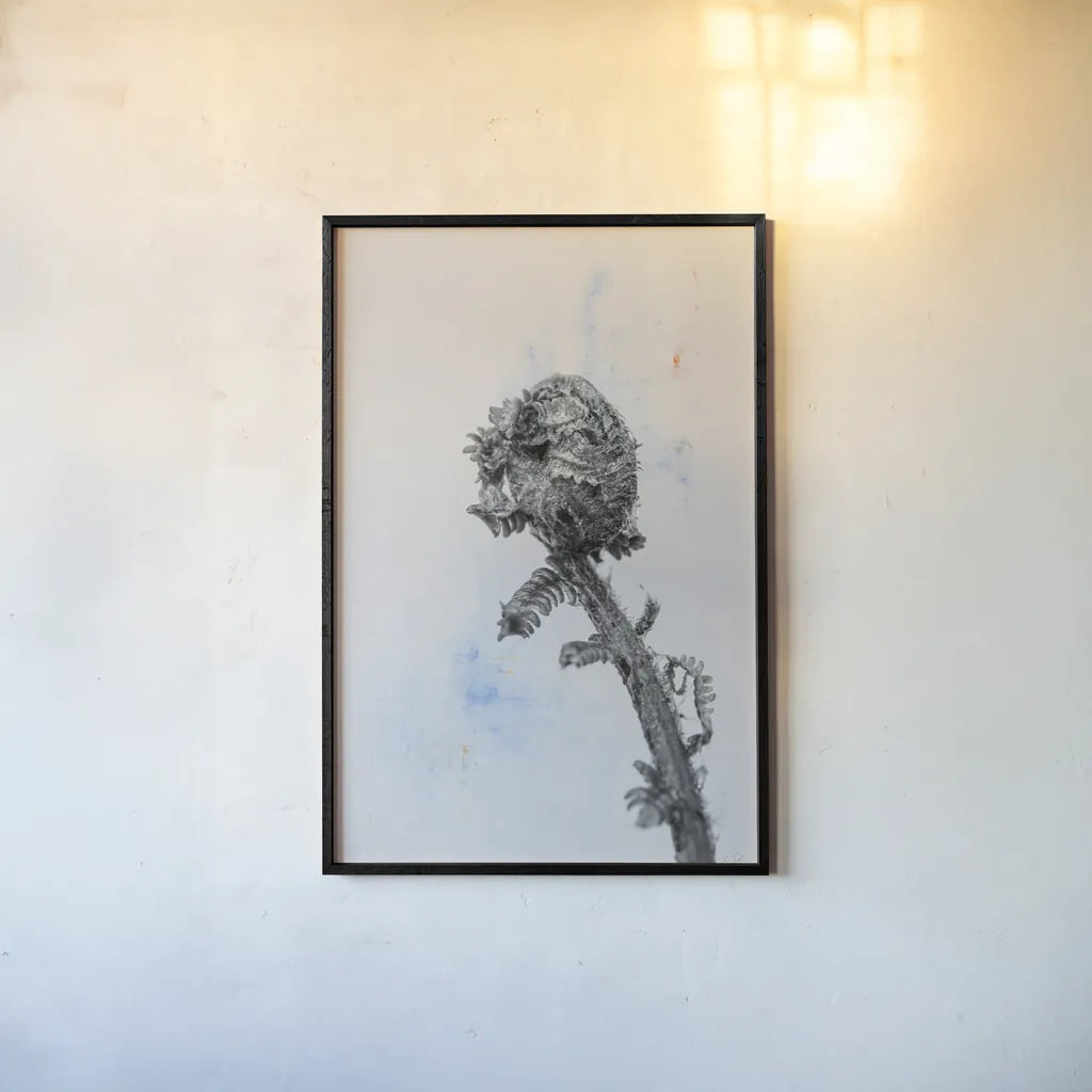 Fiddle Fern V by Deborah Revell. shown as a paper print in a black flame. Available as a archival giclee rolled canvas, fine art paper, or poster print. SKU 94830h.