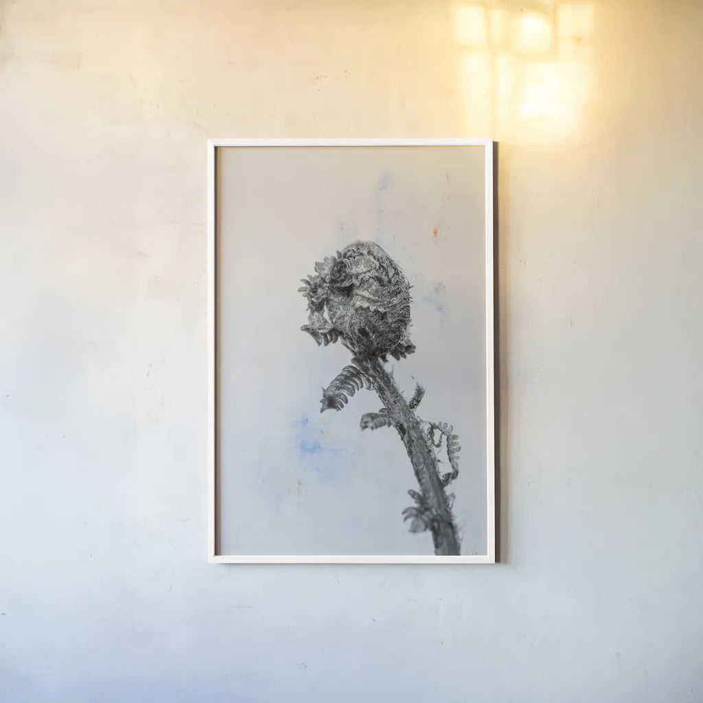 Fiddle Fern V by Deborah Revell. shown as a paper print in a white frame. Available as a archival giclee rolled canvas, fine art paper, or poster print. SKU 94830h.