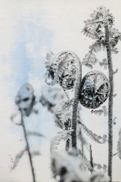 Fiddle Fern VI by Deborah Revell. SKU 94831h. Archival Giclee Fine art print for wall decor.