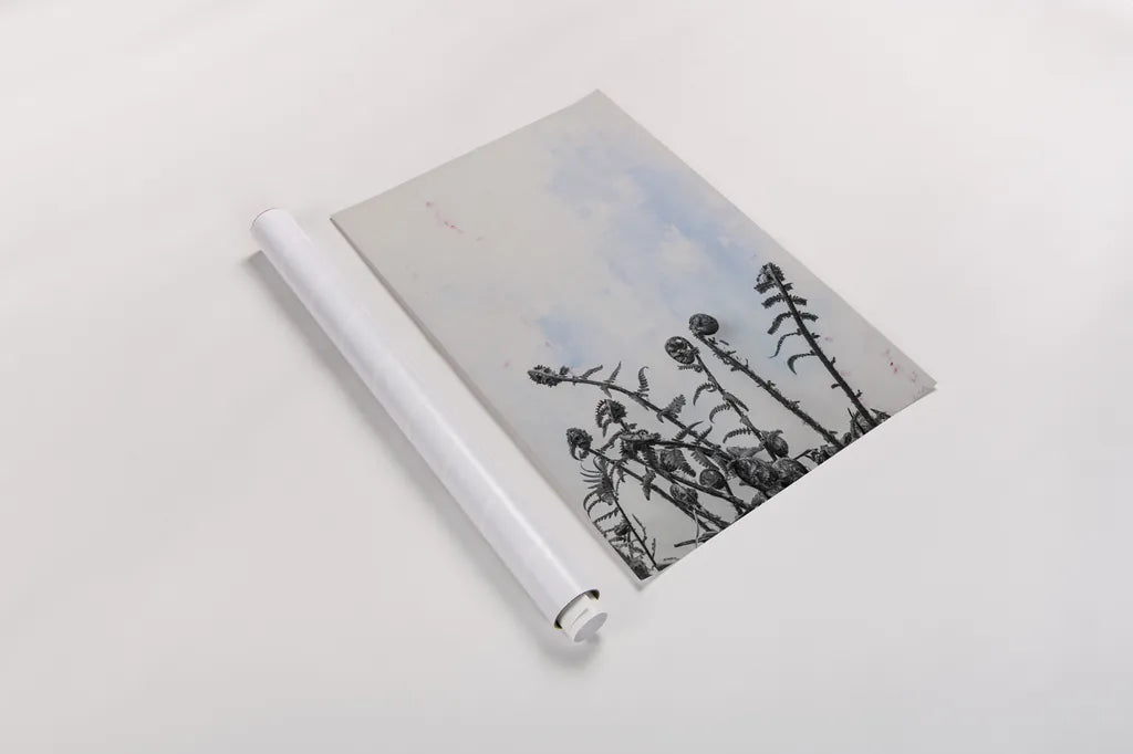 Fiddle Fern VII by Deborah Revell. shown as a rolled paper print. Available as archival giclee rolled canvas, fine art paper, or poster print. SKU 94832h.