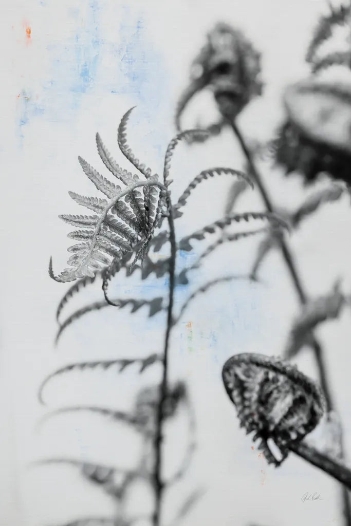 Fiddle Fern VIII by Deborah Revell. SKU 94833h. Archival Giclee Fine art print for wall decor.