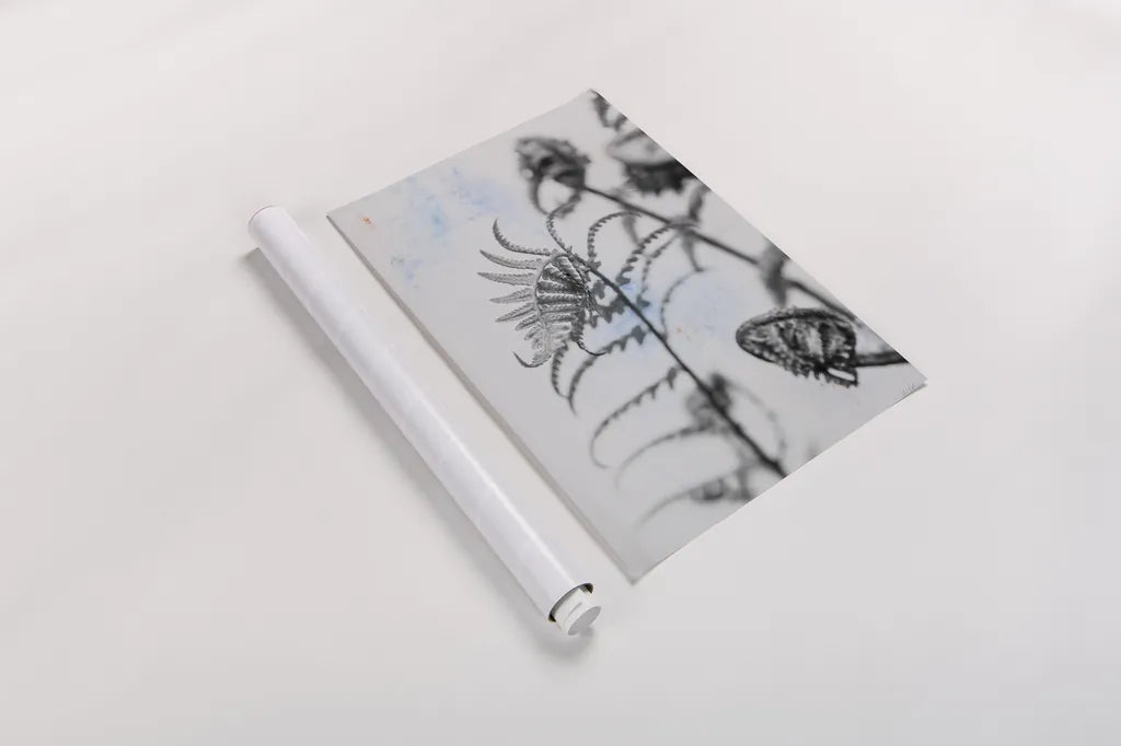 Fiddle Fern VIII by Deborah Revell. shown as a rolled paper print. Available as archival giclee rolled canvas, fine art paper, or poster print. SKU 94833h.