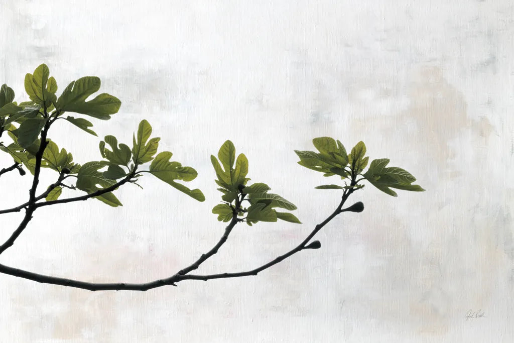 Fig Branch by Deborah Revell. SKU 94137i. Archival Giclee Fine art print for wall decor.