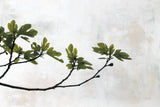 Fig Branch by Deborah Revell. SKU 94137i. Archival Giclee Fine art print for wall decor.
