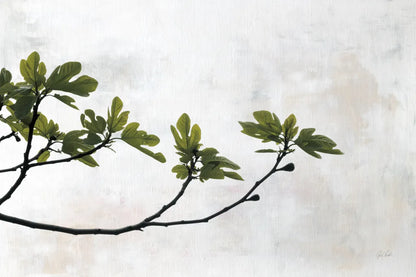 Fig Branch by Deborah Revell. SKU 94137i. Archival Giclee Fine art print for wall decor.