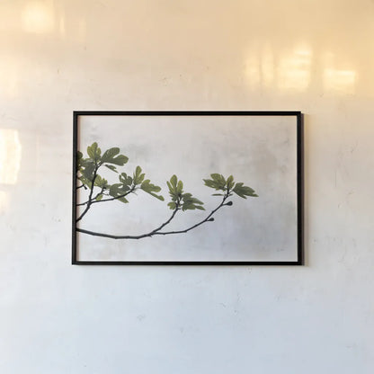 Fig Branch by Deborah Revell. shown as a paper print in a black flame. Available as a archival giclee rolled canvas, fine art paper, or poster print. SKU 94137i.