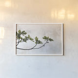 Fig Branch by Deborah Revell. shown as a paper print in a white frame. Available as a archival giclee rolled canvas, fine art paper, or poster print. SKU 94137i.