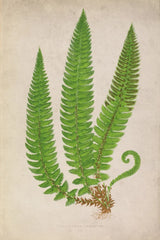 Forest Fern I by Deborah Revell. SKU 95474h. Archival Giclee Fine art print for wall decor.