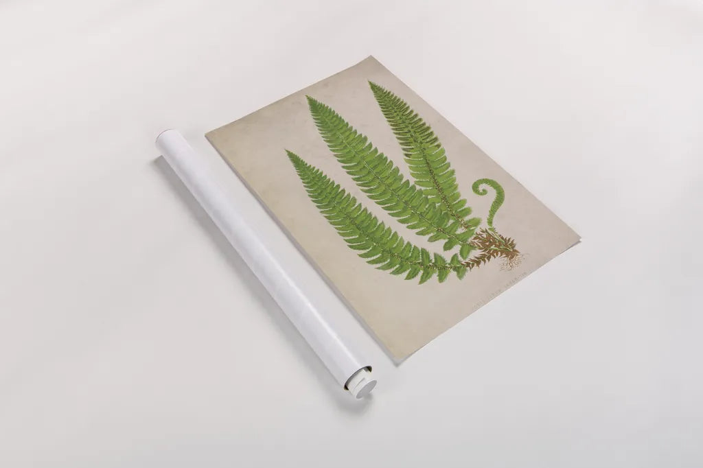 Forest Fern I by Deborah Revell. shown as a rolled paper print. Available as archival giclee rolled canvas, fine art paper, or poster print. SKU 95474h.