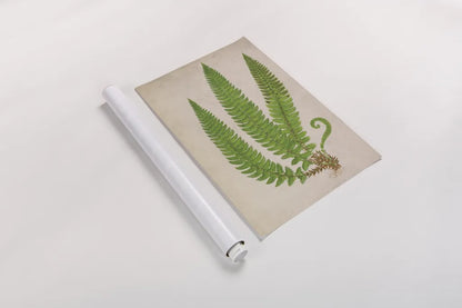 Forest Fern I by Deborah Revell. shown as a rolled paper print. Available as archival giclee rolled canvas, fine art paper, or poster print. SKU 95474h.