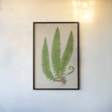 Forest Fern I by Deborah Revell. shown as a paper print in a black flame. Available as a archival giclee rolled canvas, fine art paper, or poster print. SKU 95474h.