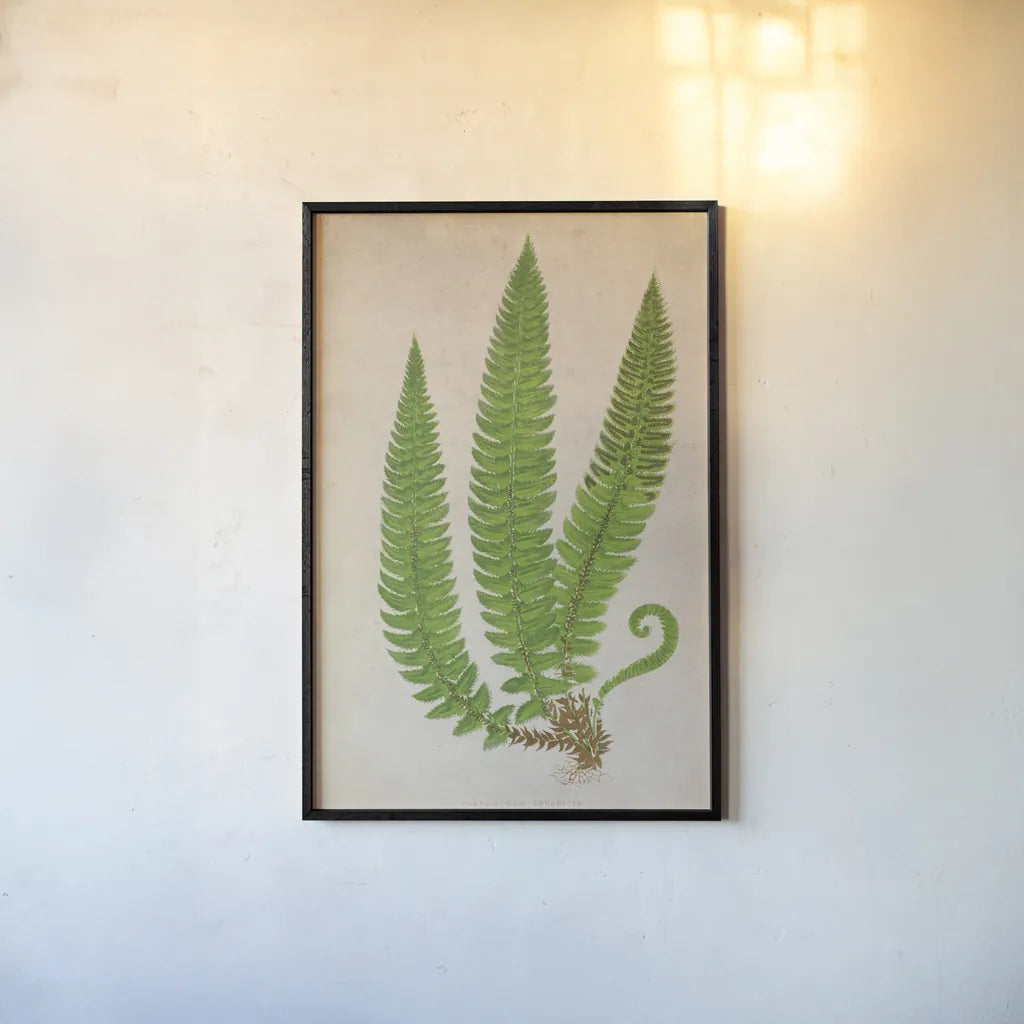 Forest Fern I by Deborah Revell. shown as a paper print in a black flame. Available as a archival giclee rolled canvas, fine art paper, or poster print. SKU 95474h.