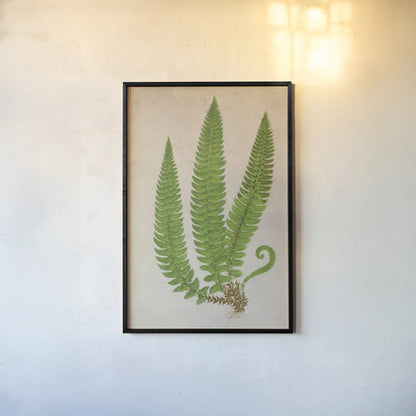 Forest Fern I by Deborah Revell. shown as a paper print in a black flame. Available as a archival giclee rolled canvas, fine art paper, or poster print. SKU 95474h.
