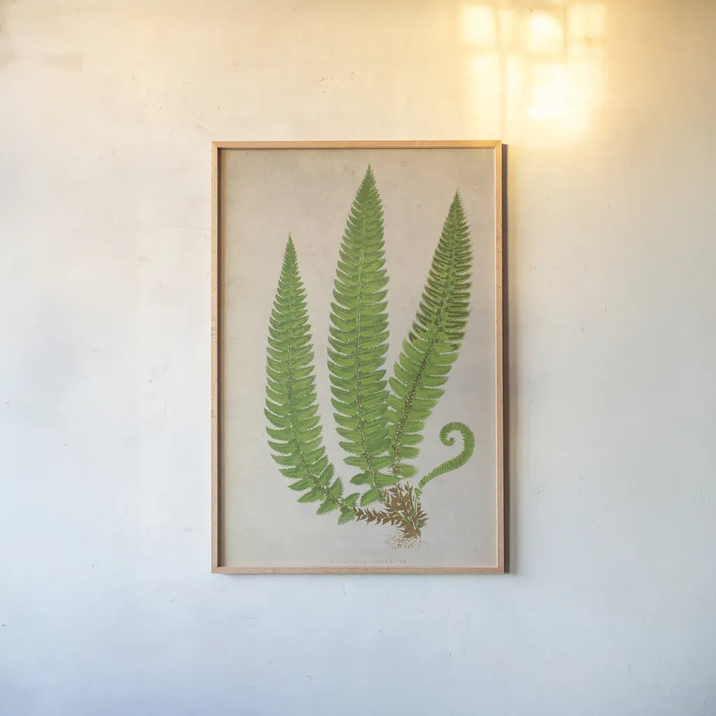 Forest Fern I by Deborah Revell. shown as a paper print in a natural frame. Available as a archival giclee rolled canvas, fine art paper, or poster print. SKU 95474h.
