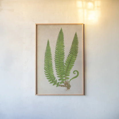 Forest Fern I by Deborah Revell. shown as a paper print in a natural frame. Available as a archival giclee rolled canvas, fine art paper, or poster print. SKU 95474h.