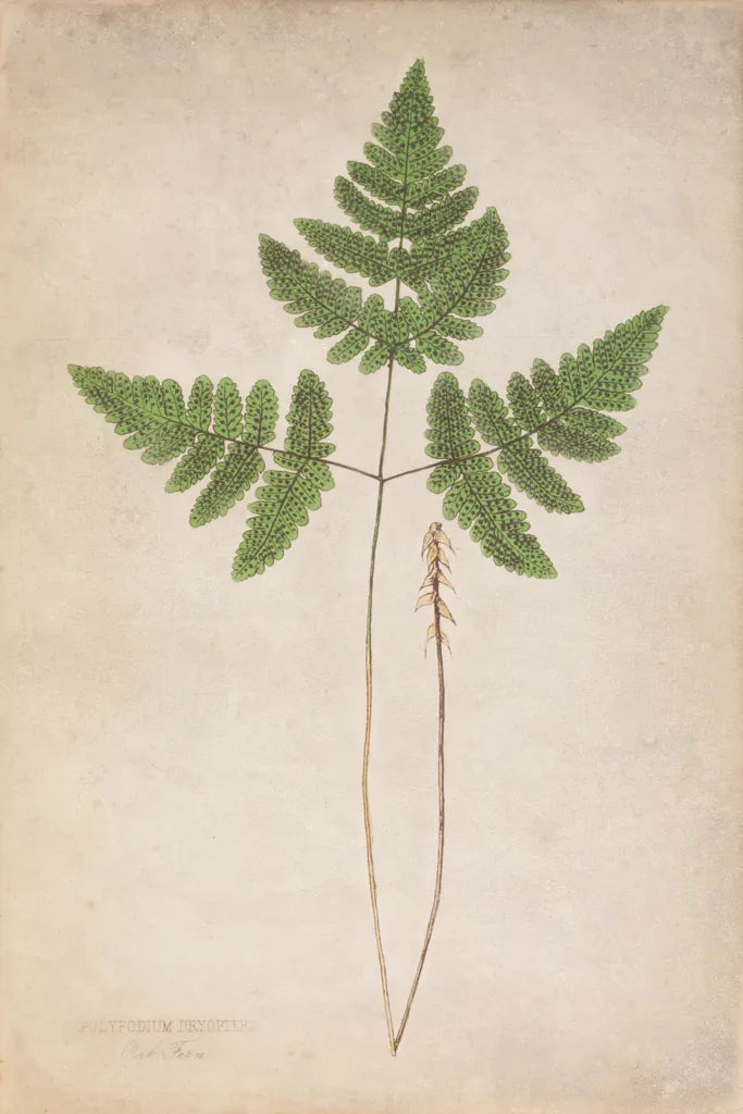 Forest Fern II by Deborah Revell. SKU 95475h. Archival Giclee Fine art print for wall decor.