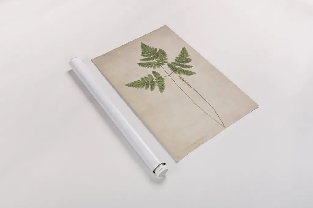 Forest Fern II by Deborah Revell. shown as a rolled paper print. Available as archival giclee rolled canvas, fine art paper, or poster print. SKU 95475h.