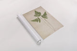 Forest Fern II by Deborah Revell. shown as a rolled paper print. Available as archival giclee rolled canvas, fine art paper, or poster print. SKU 95475h.