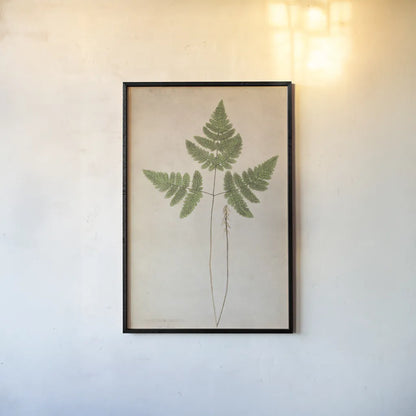 Forest Fern II by Deborah Revell. shown as a paper print in a black flame. Available as a archival giclee rolled canvas, fine art paper, or poster print. SKU 95475h.