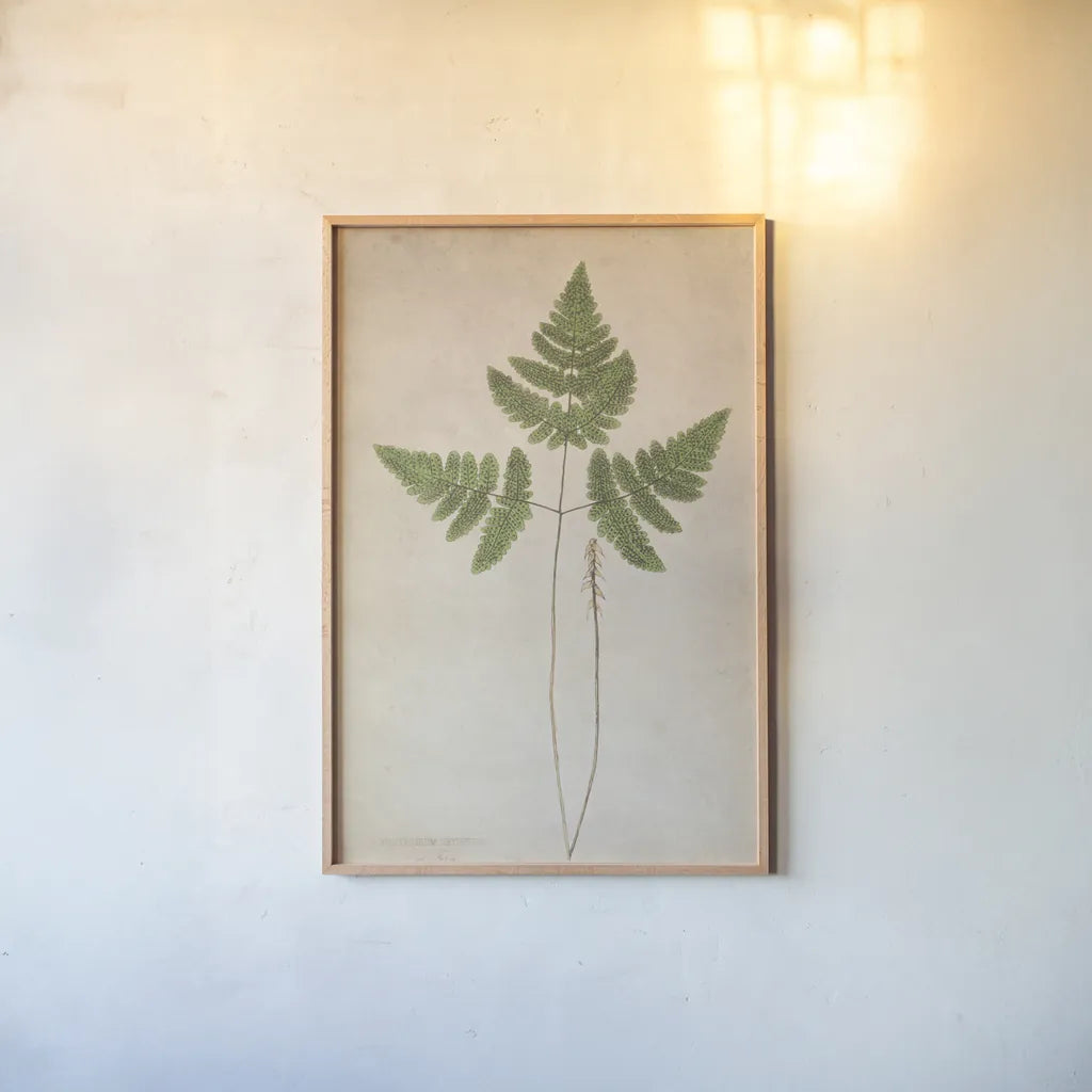 Forest Fern II by Deborah Revell. shown as a paper print in a natural frame. Available as a archival giclee rolled canvas, fine art paper, or poster print. SKU 95475h.