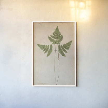 Forest Fern II by Deborah Revell. shown as a paper print in a white frame. Available as a archival giclee rolled canvas, fine art paper, or poster print. SKU 95475h.