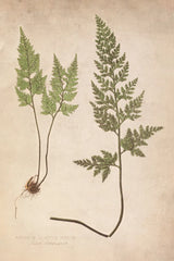 Forest Fern III by Deborah Revell. SKU 95476h. Archival Giclee Fine art print for wall decor.