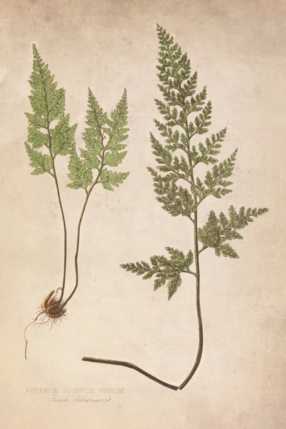 Forest Fern III by Deborah Revell. SKU 95476h. Archival Giclee Fine art print for wall decor.