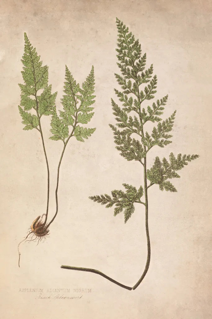 Forest Fern III by Deborah Revell. SKU 95476h. Archival Giclee Fine art print for wall decor.