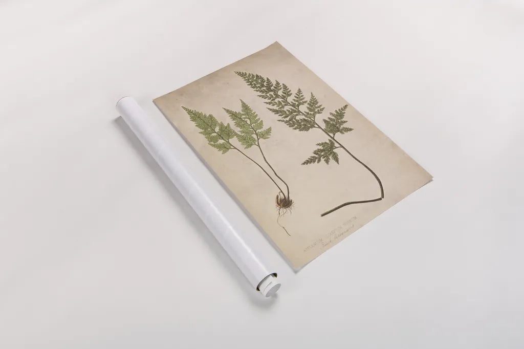 Forest Fern III by Deborah Revell. shown as a rolled paper print. Available as archival giclee rolled canvas, fine art paper, or poster print. SKU 95476h.