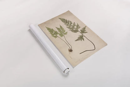 Forest Fern III by Deborah Revell. shown as a rolled paper print. Available as archival giclee rolled canvas, fine art paper, or poster print. SKU 95476h.