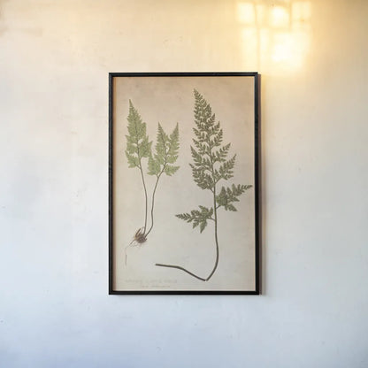 Forest Fern III by Deborah Revell. shown as a paper print in a black flame. Available as a archival giclee rolled canvas, fine art paper, or poster print. SKU 95476h.