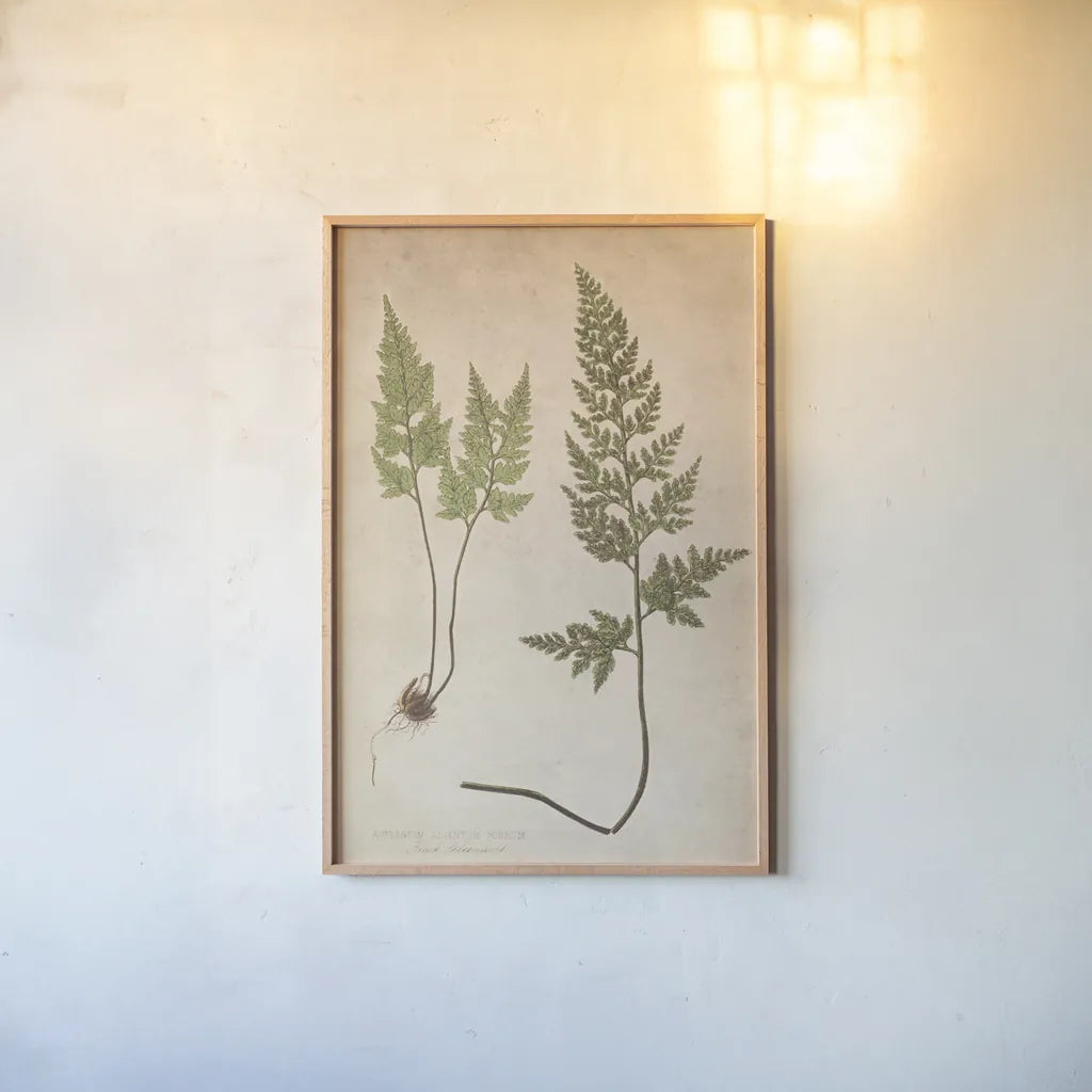 Forest Fern III by Deborah Revell. shown as a paper print in a natural frame. Available as a archival giclee rolled canvas, fine art paper, or poster print. SKU 95476h.