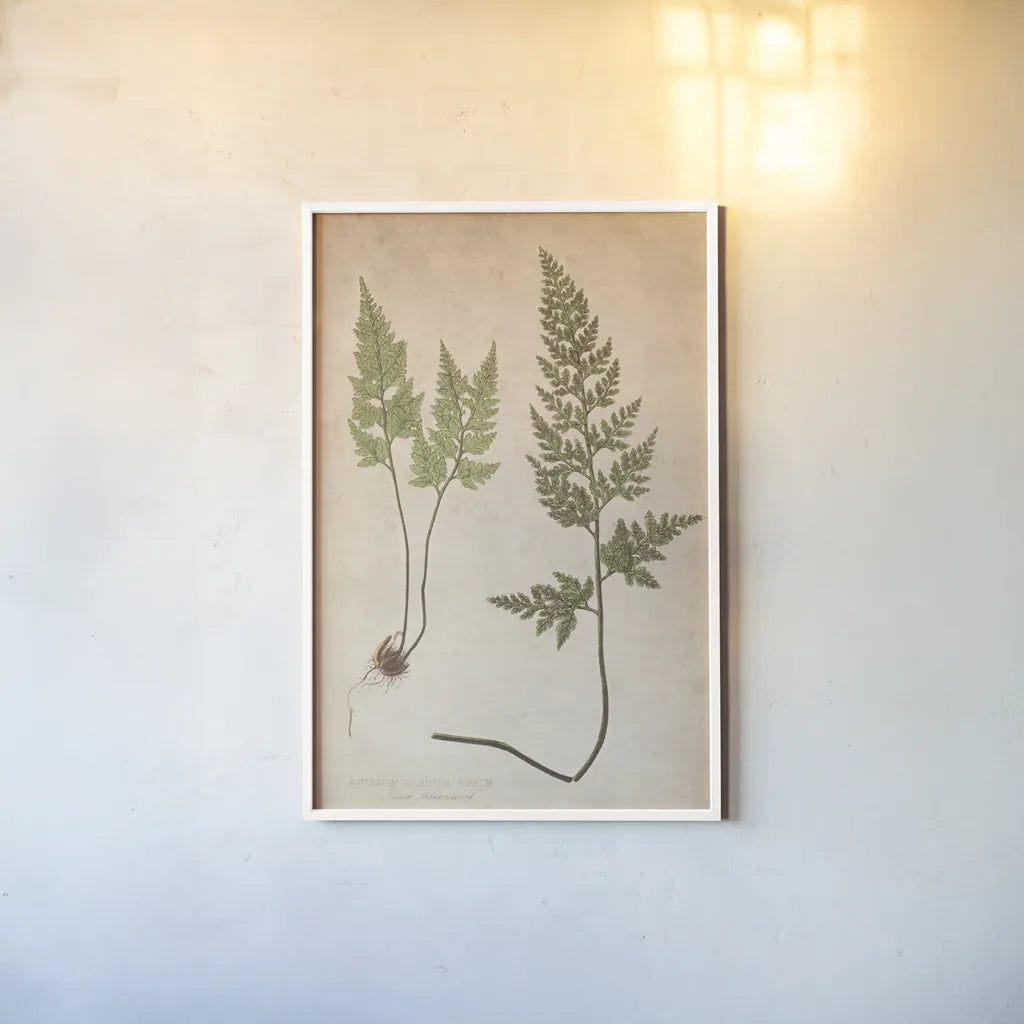 Forest Fern III by Deborah Revell. shown as a paper print in a white frame. Available as a archival giclee rolled canvas, fine art paper, or poster print. SKU 95476h.