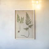 Forest Fern III by Deborah Revell. shown as a paper print in a white frame. Available as a archival giclee rolled canvas, fine art paper, or poster print. SKU 95476h.