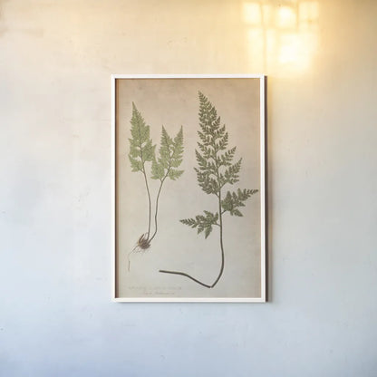 Forest Fern III by Deborah Revell. shown as a paper print in a white frame. Available as a archival giclee rolled canvas, fine art paper, or poster print. SKU 95476h.