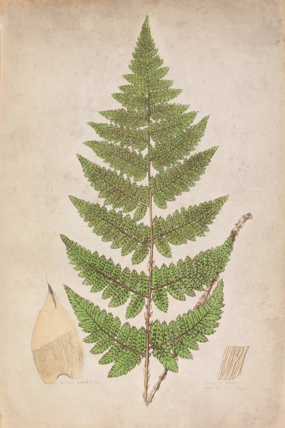 Forest Fern IV by Deborah Revell. SKU 95477h. Archival Giclee Fine art print for wall decor.