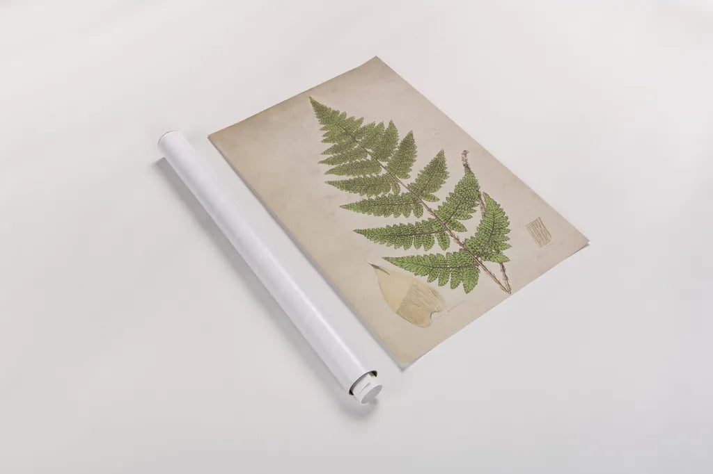 Forest Fern IV by Deborah Revell. shown as a rolled paper print. Available as archival giclee rolled canvas, fine art paper, or poster print. SKU 95477h.