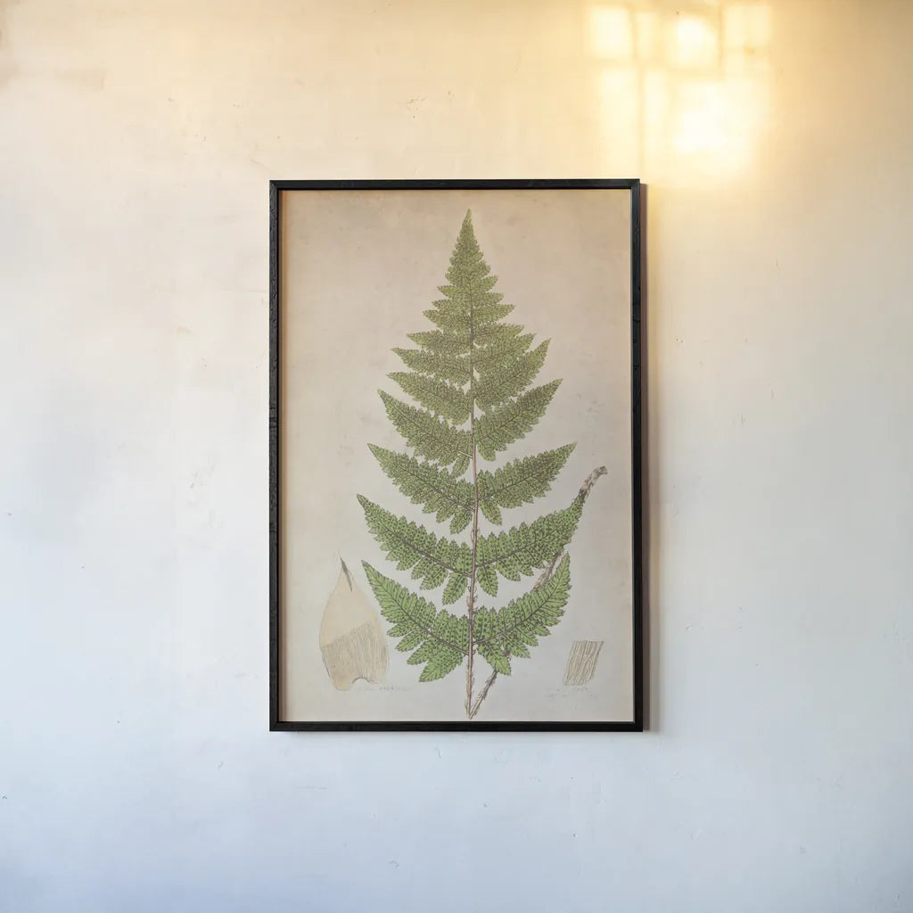 Forest Fern IV by Deborah Revell. shown as a paper print in a black flame. Available as a archival giclee rolled canvas, fine art paper, or poster print. SKU 95477h.