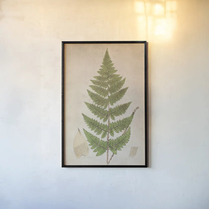 Forest Fern IV by Deborah Revell. shown as a paper print in a black flame. Available as a archival giclee rolled canvas, fine art paper, or poster print. SKU 95477h.
