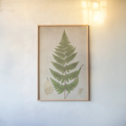 Forest Fern IV by Deborah Revell. shown as a paper print in a natural frame. Available as a archival giclee rolled canvas, fine art paper, or poster print. SKU 95477h.