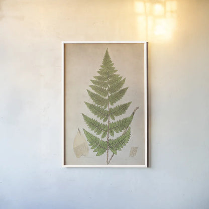 Forest Fern IV by Deborah Revell. shown as a paper print in a white frame. Available as a archival giclee rolled canvas, fine art paper, or poster print. SKU 95477h.