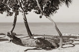Fort Zachary Beach II BW by Deborah Revell. SKU 103790i. Archival Giclee Fine art print for wall decor.