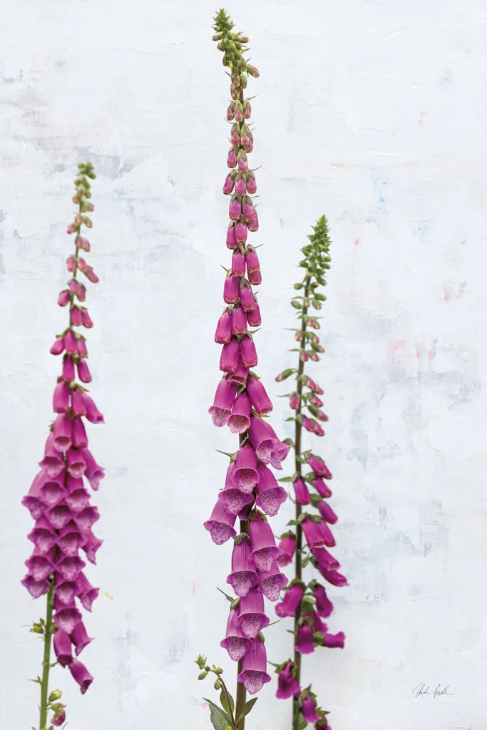 Foxgloves by Deborah Revell. SKU 93428h. Archival Giclee Fine art print for wall decor.