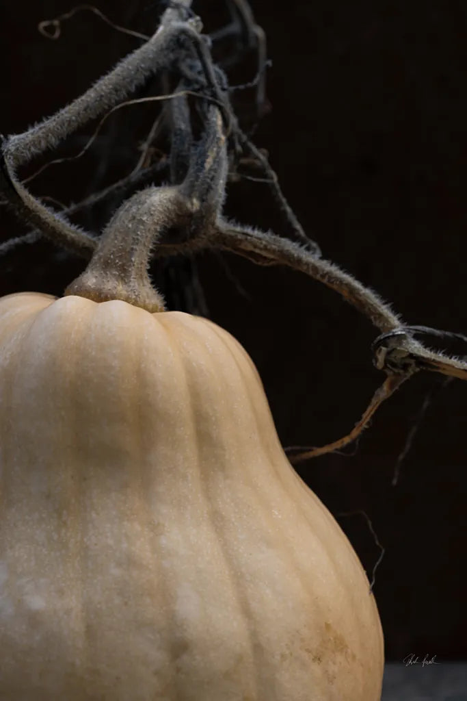 Frans Pumpkin I by Deborah Revell. SKU 102839h. Archival Giclee Fine art print for wall decor.