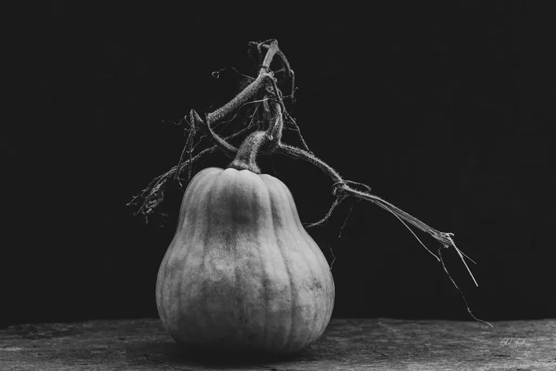 Frans Pumpkin II by Deborah Revell. SKU 102840i. Archival Giclee Fine art print for wall decor.