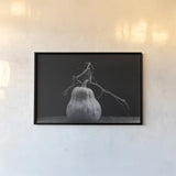 Frans Pumpkin II by Deborah Revell. shown as a paper print in a black flame. Available as a archival giclee rolled canvas, fine art paper, or poster print. SKU 102840i.