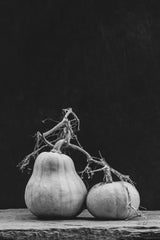 Frans Pumpkin III by Deborah Revell. SKU 102841h. Archival Giclee Fine art print for wall decor.